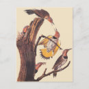 Search for john wilde postcards John james audubon