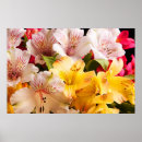 Search for alstroemeria art Photograph