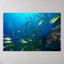 Search for tropical fish posters Reef