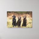 Search for retriever canvas prints Full length
