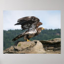 Search for are ready art Bird