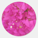 Search for bougainvillea stickers Greek