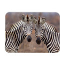 Search for plains zebra magnets Equus quagga
