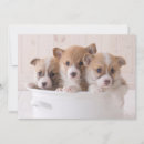 Search for corgi thank you cards Cute