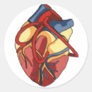 Search for heart surgeon stickers Anatomical