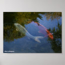 Search for yin yang koi posters Carp