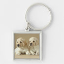 Search for golden labrador key rings Animal