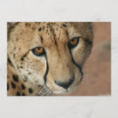 Search for cheetah cat invitations Wildlife