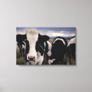 Search for black and white cow canvas prints Close up