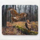 Search for tailed hawk electronics Hawks