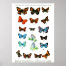 Search for lepidopterology Vintage