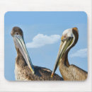 Search for two birds electronics Animals