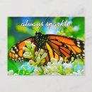 Search for butterfly postcards Monarch