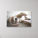 Search for cockapoo art Dog