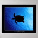 Search for hawksbill posters Underwater