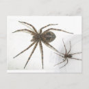Search for arachnids postcards Nature