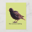Search for starlings postcards Nature