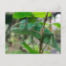 Search for veil postcards Animal