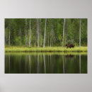 Search for finland posters Nature