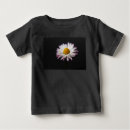 Search for common daisy Yellow