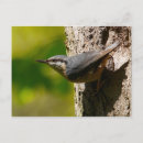Search for birdwatcher postcards Tree