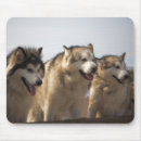 Search for malamute mouse mats Alaskan