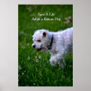 Search for cat adoption posters Animals