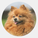 Search for watch dog stickers Canine photographer