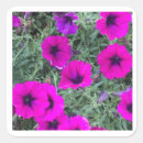 Search for closeup stickers Green