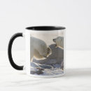 Search for polar bear mugs Ursus maritimus