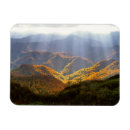 Search for sun ray magnets Trees