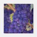 Search for grapevine magnets Purple