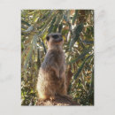 Search for duties postcards Meerkat
