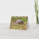 Search for armadillo Nine banded armadillo