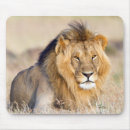 Search for lion mouse mats Kenya