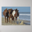 Search for island pony posters Wild horses