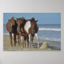 Search for island pony posters Wild ponies