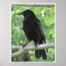 Search for corvids posters Black