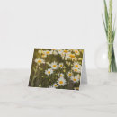 Search for daisies note cards Summer