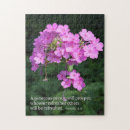 Search for phlox Pink phlox