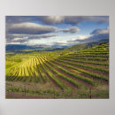 Search for viticulture posters Agriculture