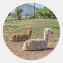 Search for glama Lama glama