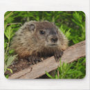 Search for groundhogs mouse mats Animal