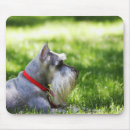Search for lay mouse mats Outdoors