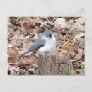Search for titmouse postcards Wildlife