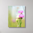 Search for thistle canvas prints Photography