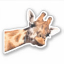 Search for jungle zoo party stickers African