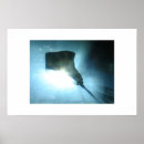 Search for stingray fish posters Ocean