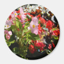 Search for begonia magnets Pink