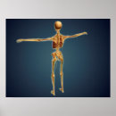 Search for human skeleton posters Medicine